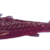 019 buriak
