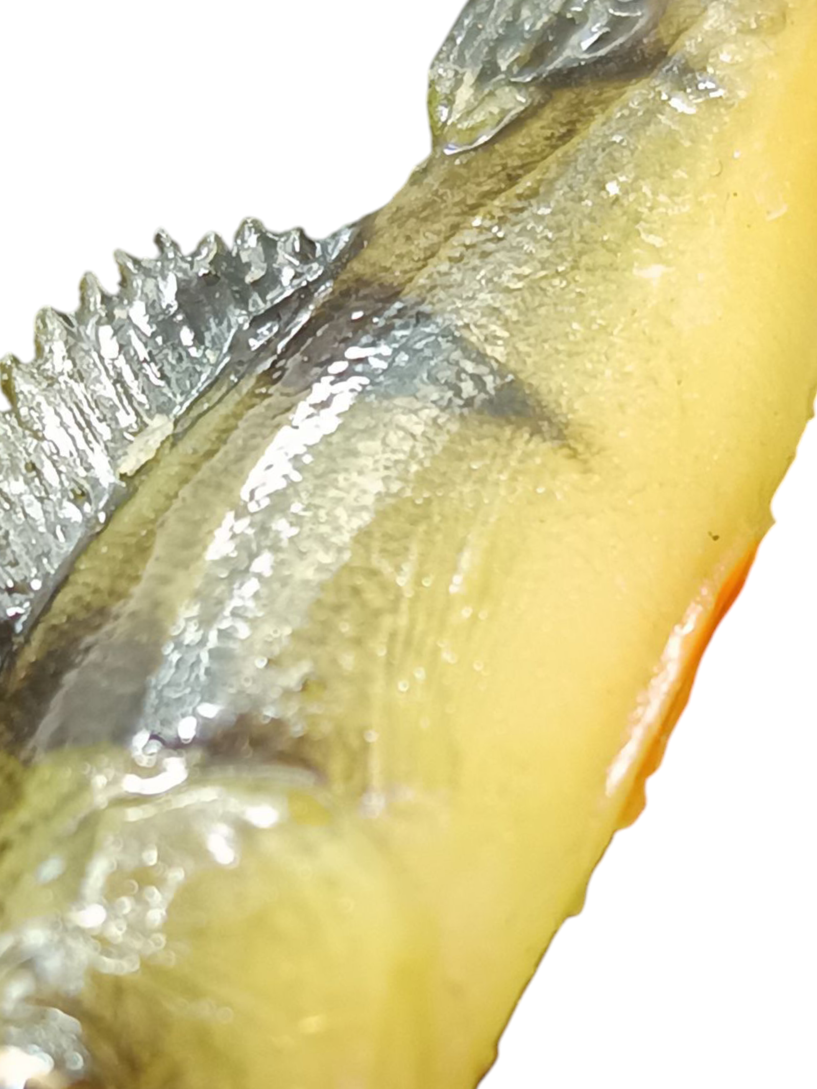 Baby Perch 75mm 4g/ 1vnt