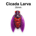 Cikada larva 35mm