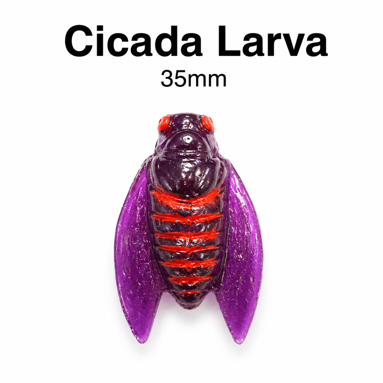 Cikada larva 35mm