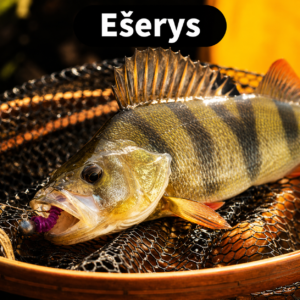 Ešerys