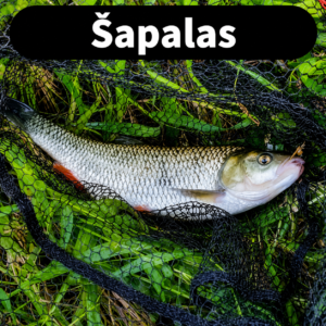 Šapalas